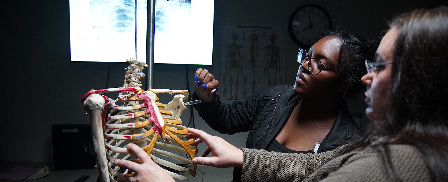Two students study a skeletal structure.