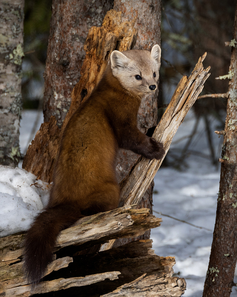 Student photography work. The image captures a Fisher (a common predator mammal in MN) looking for prey in the woods.