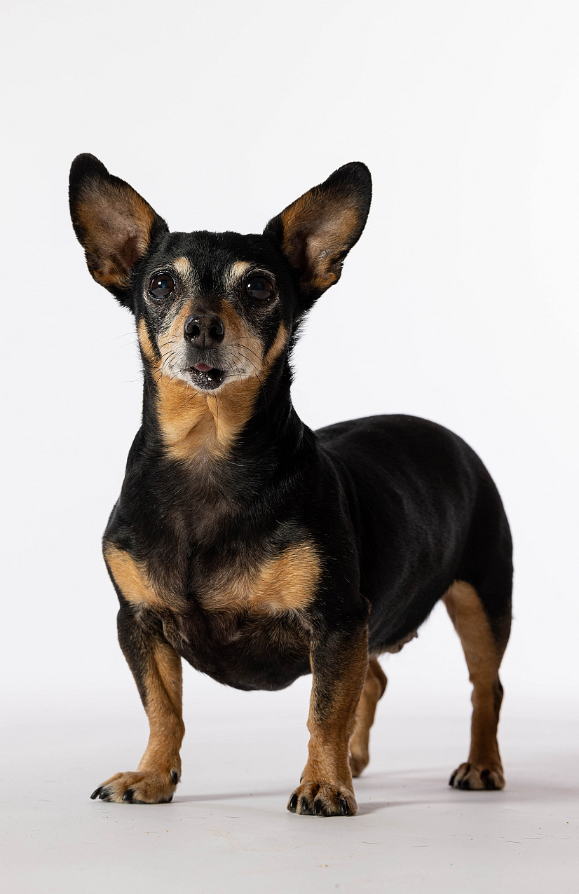 Student photography work. The image captures a well-behaved black & tan corgi facing the camera.